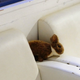 Image for article titled A Visit to Japan's Bunny Cafes